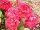 Rosa Leonardo da Vinci- red-