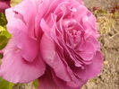 Rosa Blue river?