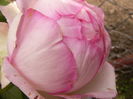 Rosa Honore de Balzac