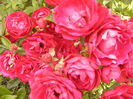 Rosa Morsdag Red