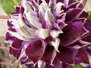 Clematis Shin Shigyokie