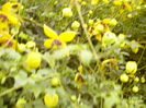 Clematis Tangutica Golden Tiara