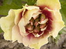 Paeonia itoh Cannary Brilliants-Anthesis-