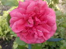 Rosarium Uetersen
