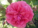 Rosarium Uetersen