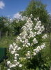 Rosa Wichuraiana