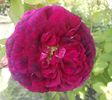 IMG_20160529_133912-1