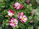 IMG_20160527_175036