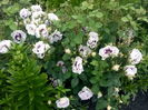 IMG_20160527_175229