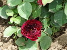 DSC07206