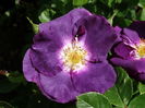 DSC07236