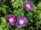 DSC07203