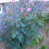 IMG_20160528_201204