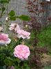 Cottage rose