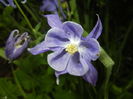 Aquilegia Blue (2016, April 24)