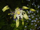 Aquilegia White (2016, April 19)