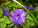 Purple Petunia (2016, April 11)