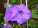 Purple Petunia (2016, April 24)