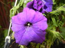 Purple Petunia (2016, April 24)