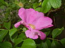 Rosa rugosa (2016, April 29)
