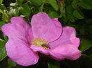 Rosa rugosa (2016, April 29)