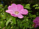 Rosa rugosa (2016, April 30)