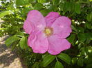 Rosa rugosa (2016, April 30)