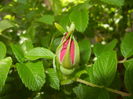 Rosa rugosa (2016, April 30)