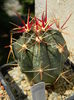 Ferocactus emoryi?