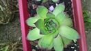 sempervivum