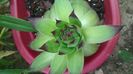 sempervivum