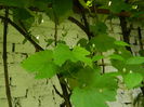 DSCN0616
