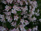 DSC02559