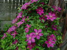 CLEMATITA