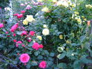 DSC02630