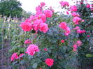 DSC02644 rosarium uetersen