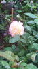 IMG_20160521_100200