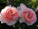 DSCN5905