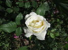 Crocus Rose