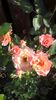 Bordure Apricot