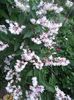 Deutzia