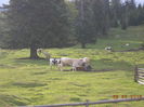 Vacile la sare-87