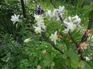 columbine-cea mai veche tufa