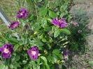 Rhapsody in Blue