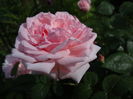 Eglentine