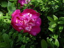 floare care acum se deschide