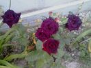 hocus pocus-black beauty