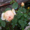 IMG_20160530_200356