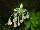 Allium siculum (2016, May 03)