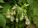 Nectaroscordum siculum (2016, May 10)